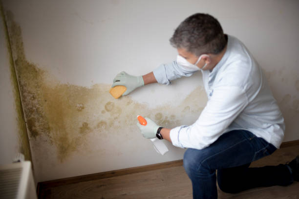 Best Attic Mold Removal  in Batesville, AR