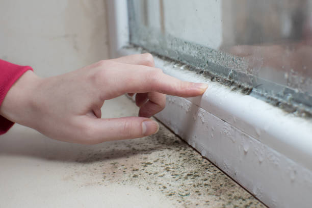 Best Mold-Related Health Consultation  in Batesville, AR