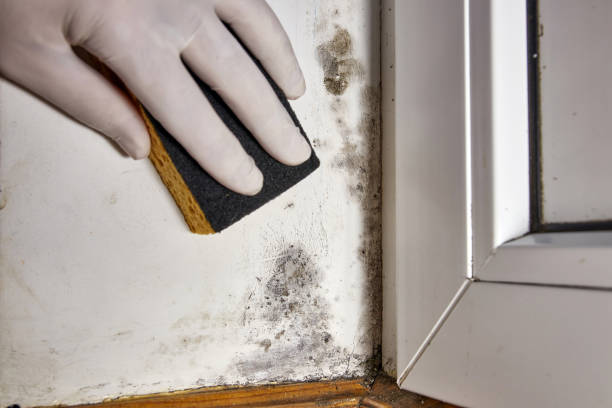 Best HVAC Mold Inspection and Cleaning  in Batesville, AR