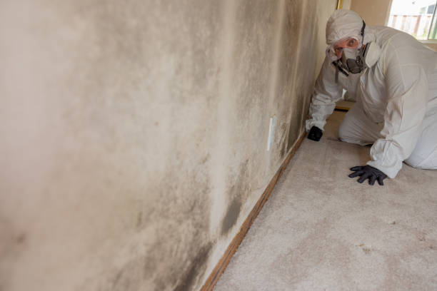 Best Asbestos and Lead Testing During Mold Inspection  in Batesville, AR